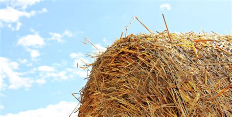 pajas en el campo|bloques de paja.